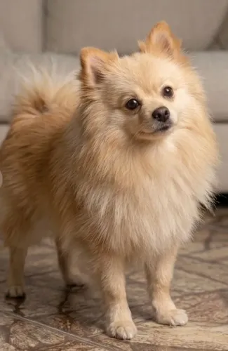 Lulu da pomerania Macho