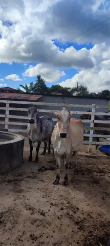 Vendo vacas girolandas