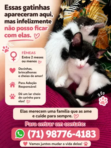 Gatinhas para doação