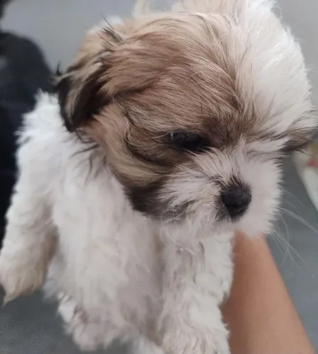 Cachorros shitzu a venda