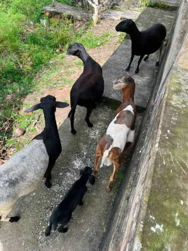 Ovelhas a vendas 