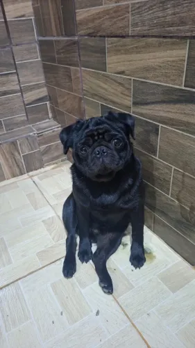 Pug micro para namorar