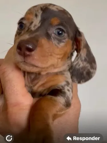 Basset teckel lindo disponivel 