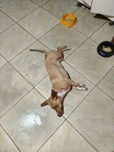 Estou doando essa cachorrinha