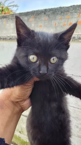 Doa-se 3 gatinho filhotes.