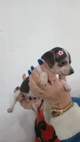 Cachorro Pinscher Numero 1 Branco e Preto (Femea)