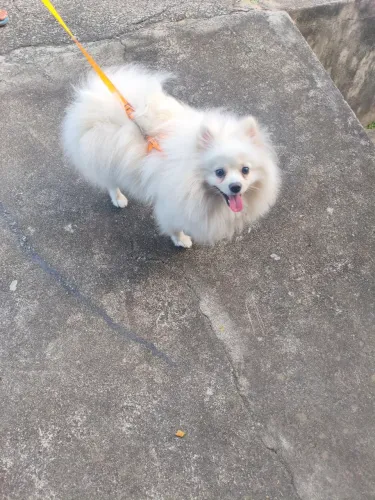 Spitz Alemão macho disponível para cruza - saudável e bem cuidado
