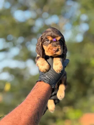 Cocker Spaniel Inglês | Leve mais vida e alegria para o seu dia a dia