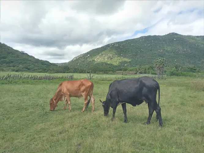 Vacas gordas