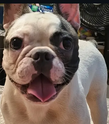 Buldogue frances raça pura macho