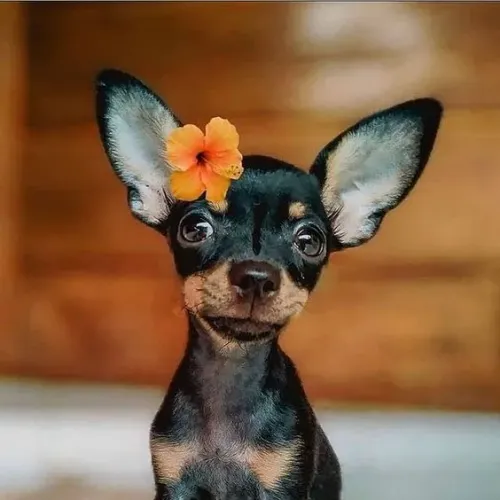 Pinscher 