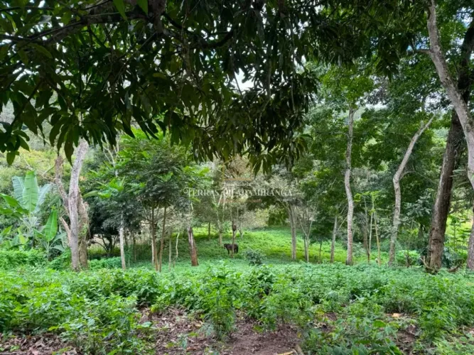 Terreno de 3.500 m² em Mulungu | Natureza, privacidade e a poucos minutos do centro
