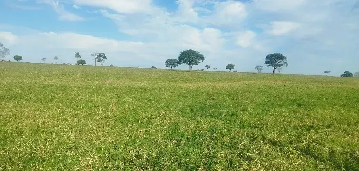 PECUÁRIA - CANA - Área Rural 150 alqueires