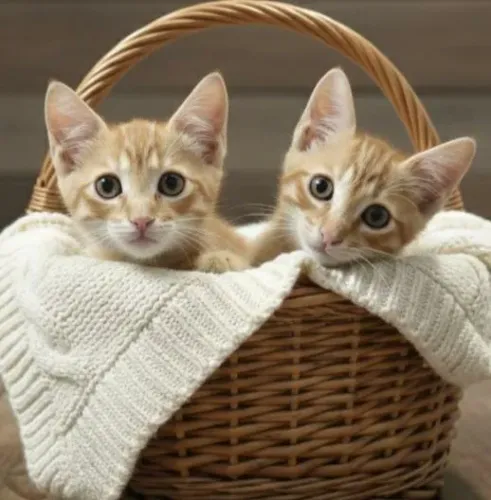 Casal de gatinhos para adoção 