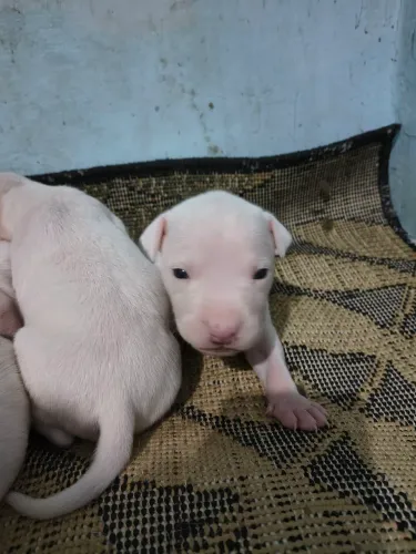 Filhotes de Pitbull brancos 