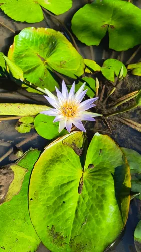 Plantas aquáticas 