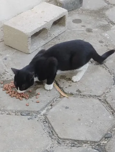 Gatinho macho para adoção