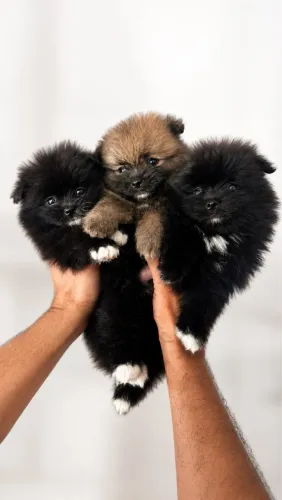 Lulu da Pomerânia