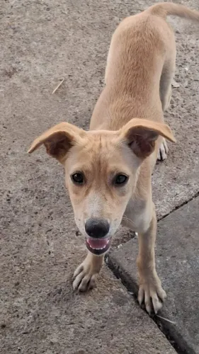 Doação de animais 