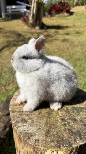 Coelho Netherland Dwarf Macho