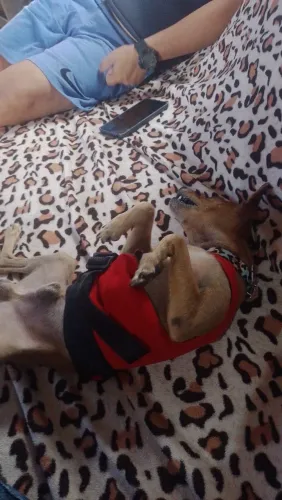 Doação pinscher 