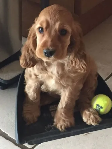 Cocker Spaniel Inglês Um coração disponível
