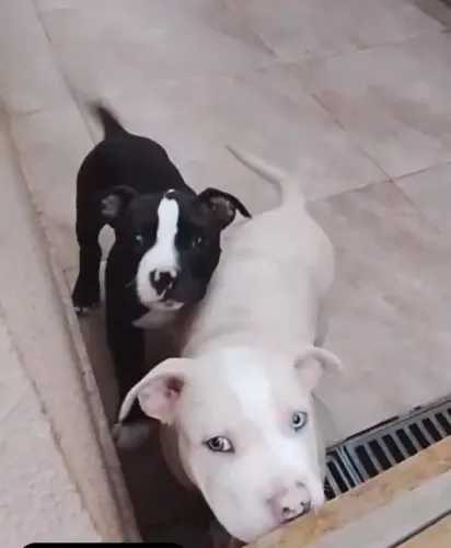 Filhotes de Pit Monster à Venda - 2 Meses ?