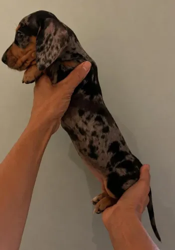 ? FÊMEA DACHSHUND - MERLE PRATA (A FAMOSA MOFADINHA) ?