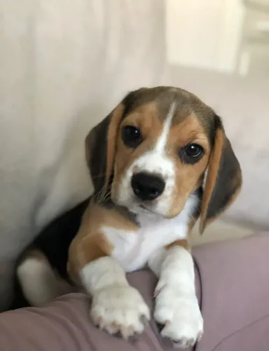 Beagle Mais que um presente, uma companhia para a vida
