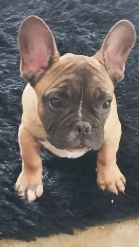 Bulldog francês 
