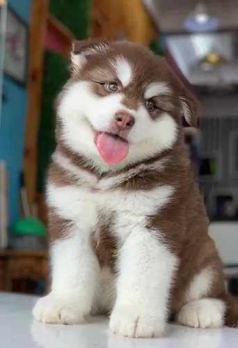 Filhote de husky - RESERVA