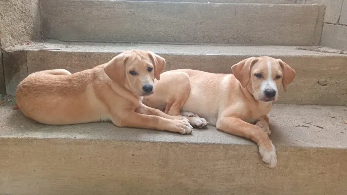 Vendo 2 labrador motivo mudança