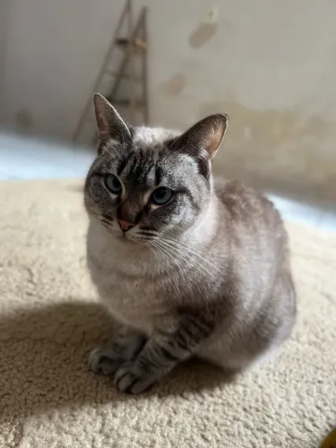 Gatos para adoção 