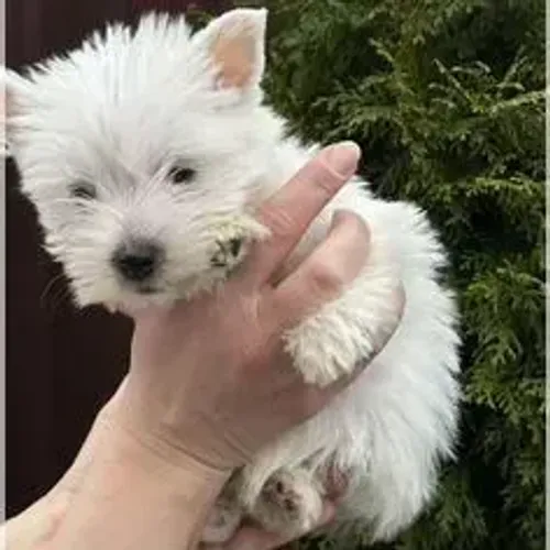 West Terrier Filhotes de Excelente Procedência
