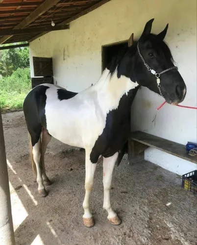 Cavalo preto e branco marcha picada