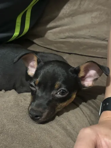 Pinscher filhote, 4 meses