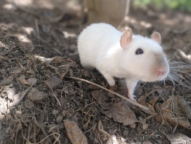 Ratos Twister Com Pedigree e Árvore Genealógica