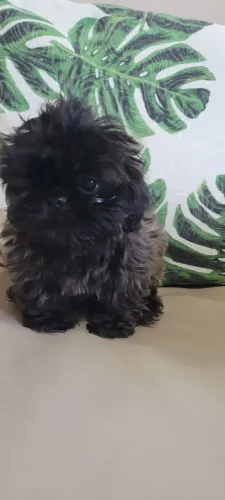 Shih-tzu macho mine