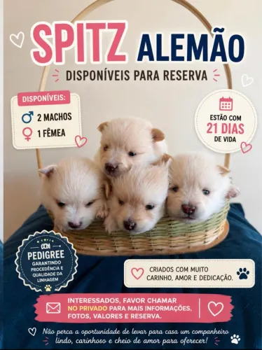 Vendo Spitz alemão