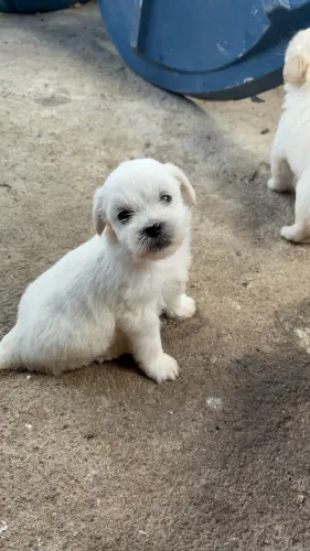 Cachorro maltês a venda