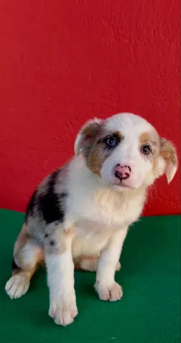 Seu filhote está aqui !! Border com Pedigree