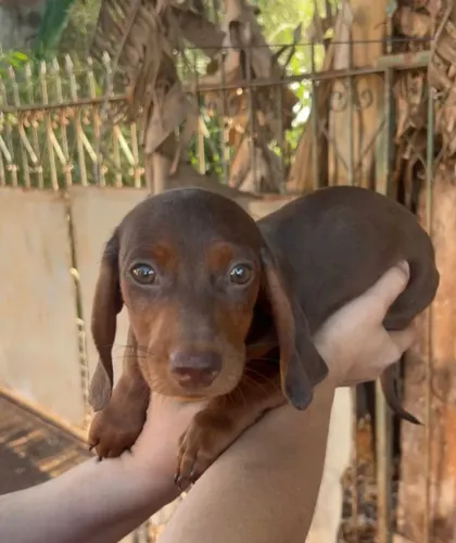Dachshund casal chocolate e piebald creme cofap salsichinha teckel basset