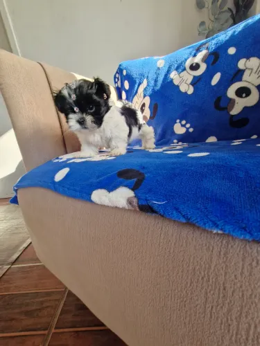 Mini shih tzu macho