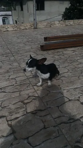 Pinscher adulta