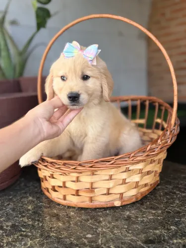 Golden retriever