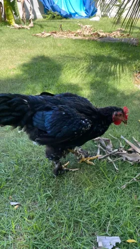 Frango Brahma Black