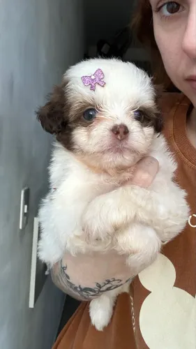 Bebezinhos shihtzu