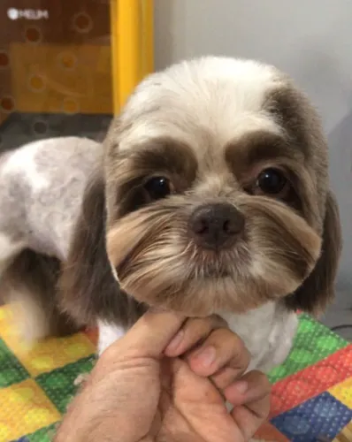 Tosador Disponível!