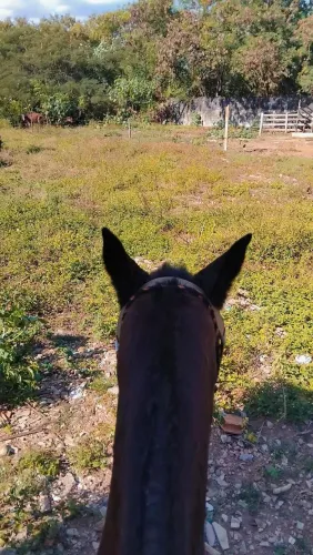 Vendo égua