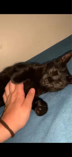 Doação de gata fêmea 